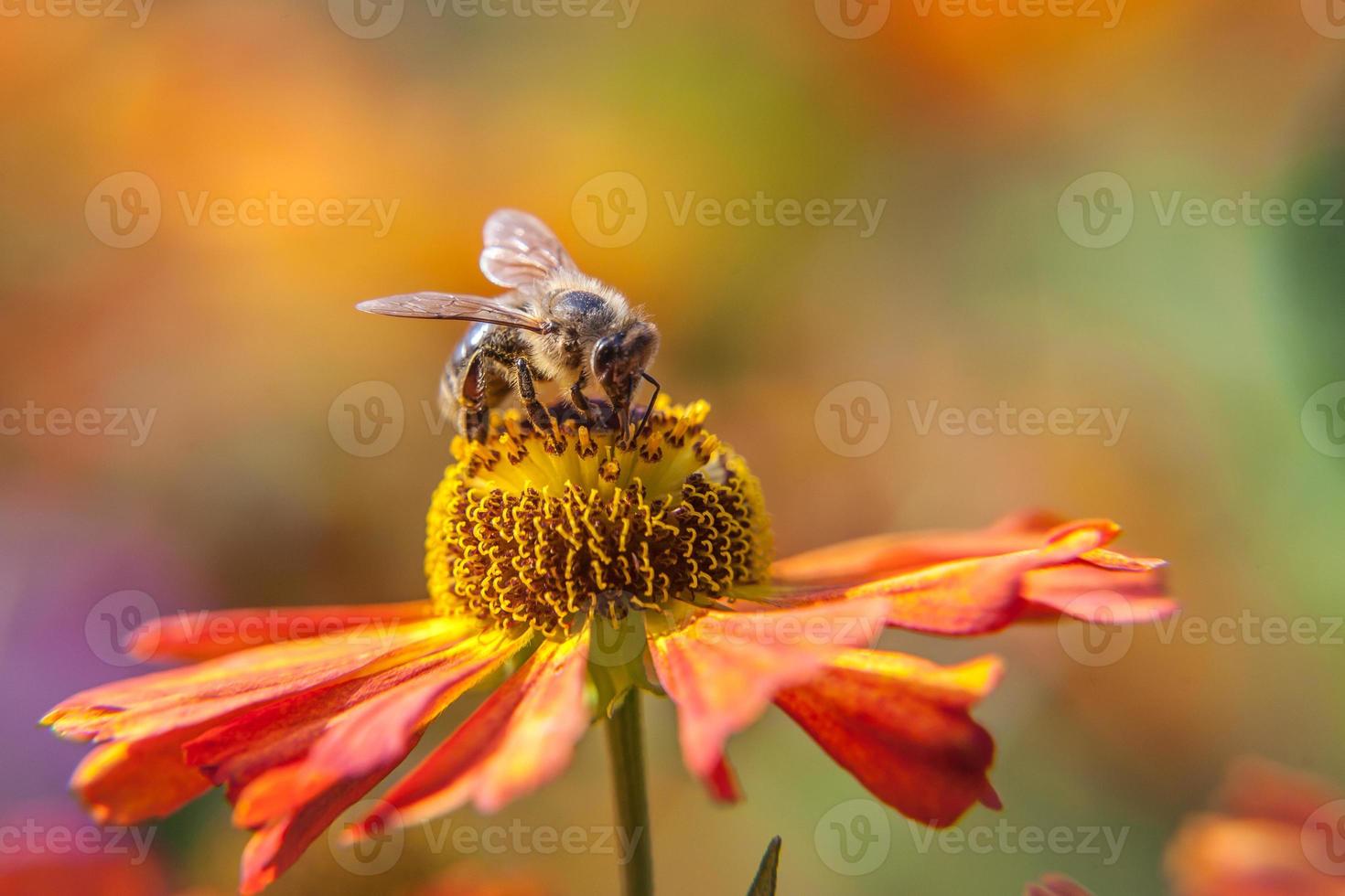 Honey bee covered with yellow pollen drink nectar, pollinating orange flower. Inspirational natural floral spring or summer blooming garden or park background. Life of insects. Macro close up. photo