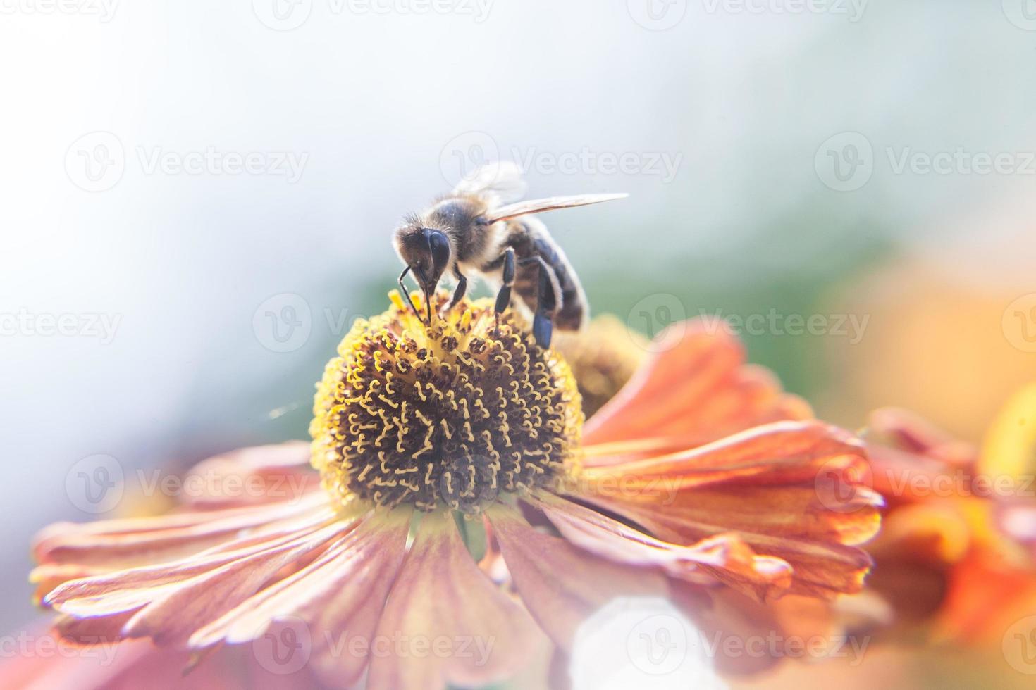 Honey bee covered with yellow pollen drink nectar, pollinating orange flower. Inspirational natural floral spring or summer blooming garden or park background. Life of insects. Macro close up. photo