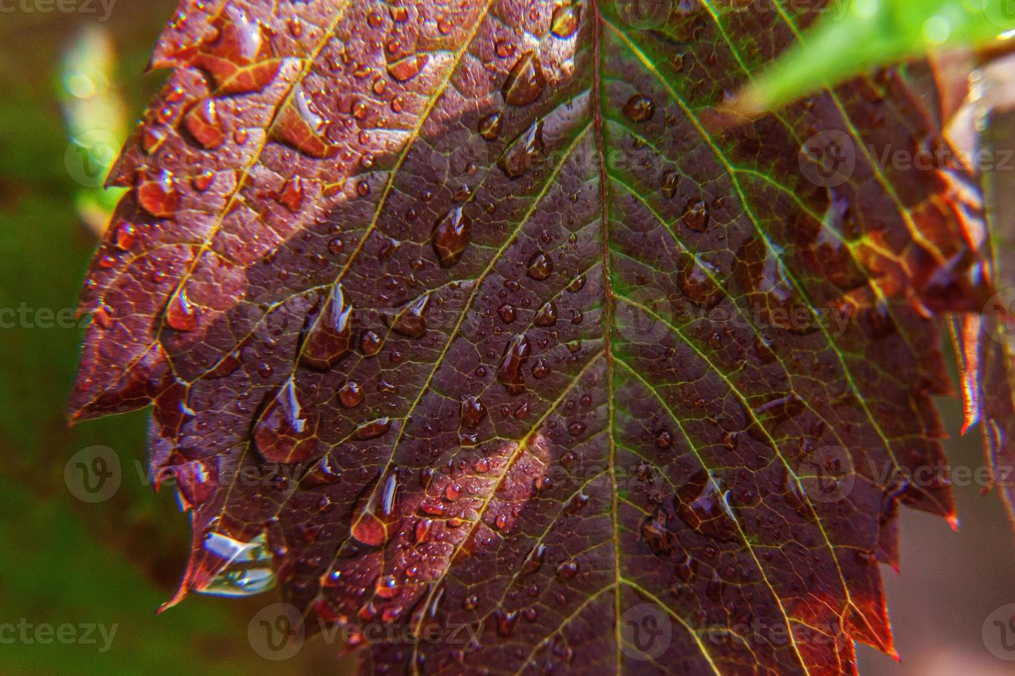 industria vitivinícola. gotas de agua de lluvia en hojas de uva verde en viñedo foto