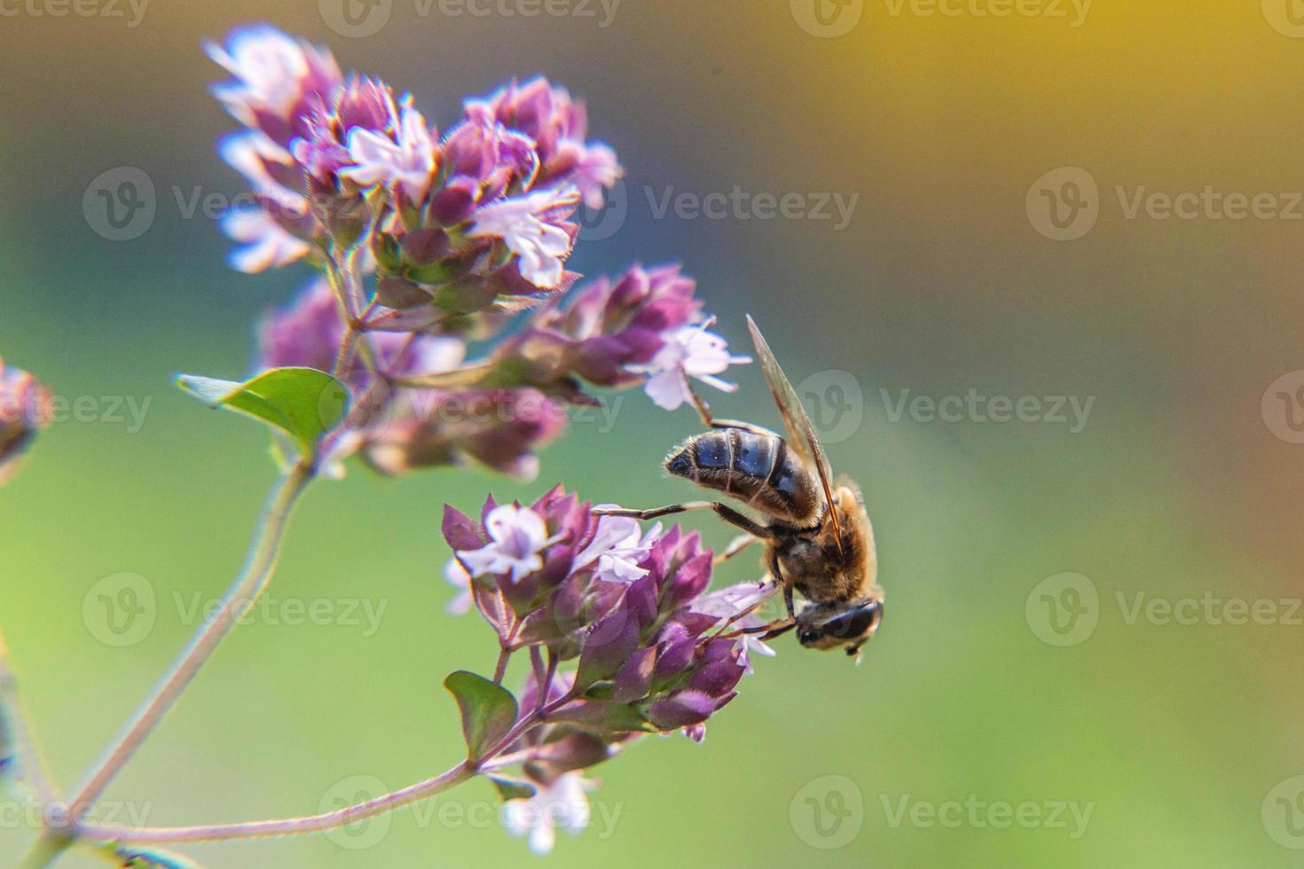 Honey bee covered with yellow pollen drink nectar, pollinating pink flower. Inspirational natural floral spring or summer blooming garden or park background. Life of insects. Macro close up. photo