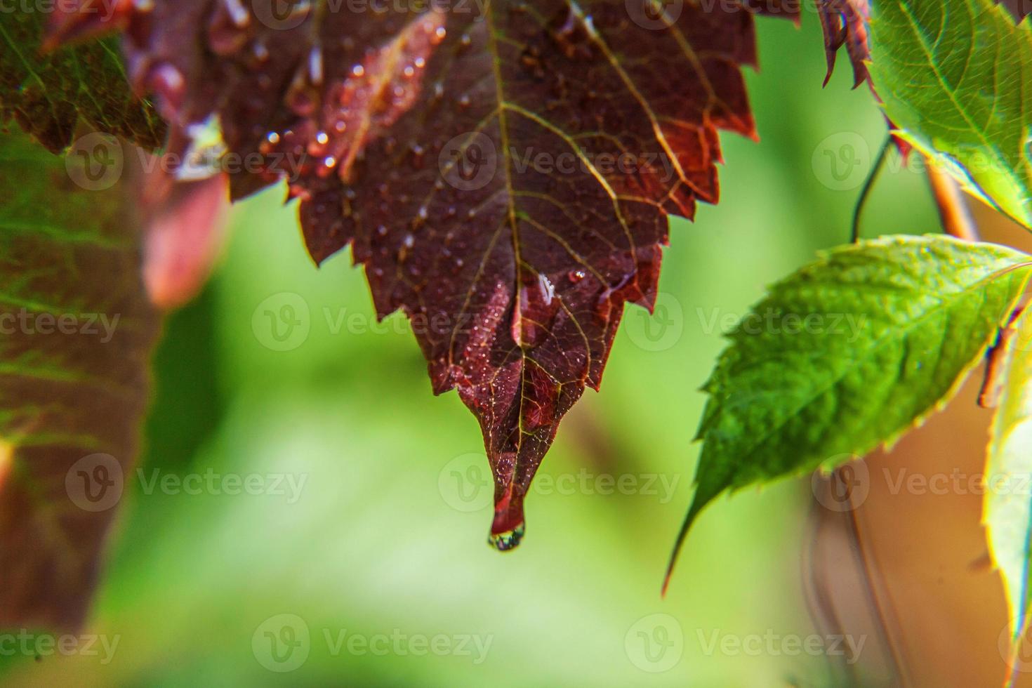 industria vitivinícola. gotas de agua de lluvia en hojas de uva verde en viñedo foto