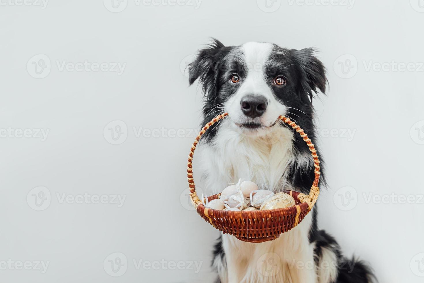 Happy Easter concept. Preparation for holiday. Cute puppy dog border collie holding basket with Easter colorful eggs in mouth isolated on white background. Spring greeting card. photo