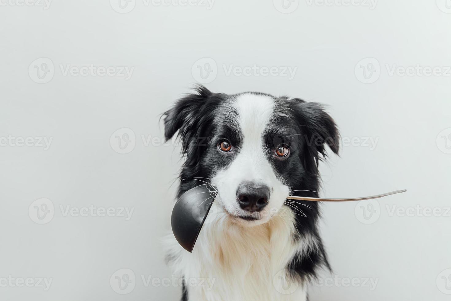 Funny portrait of cute puppy dog border collie holding kitchen spoon ladle in mouth isolated on white background. Chef dog cooking dinner. Homemade food restaurant menu concept. Cooking process photo