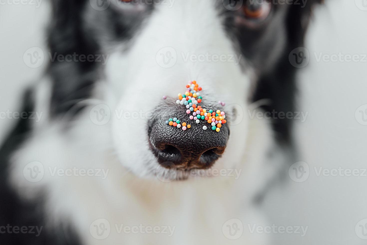 Happy Easter concept. Preparation for holiday. Cute puppy dog border collie with sugar sprinkle dots on nose. Doge nose with decoration for cake and bakery, close up. Spring greeting card. photo