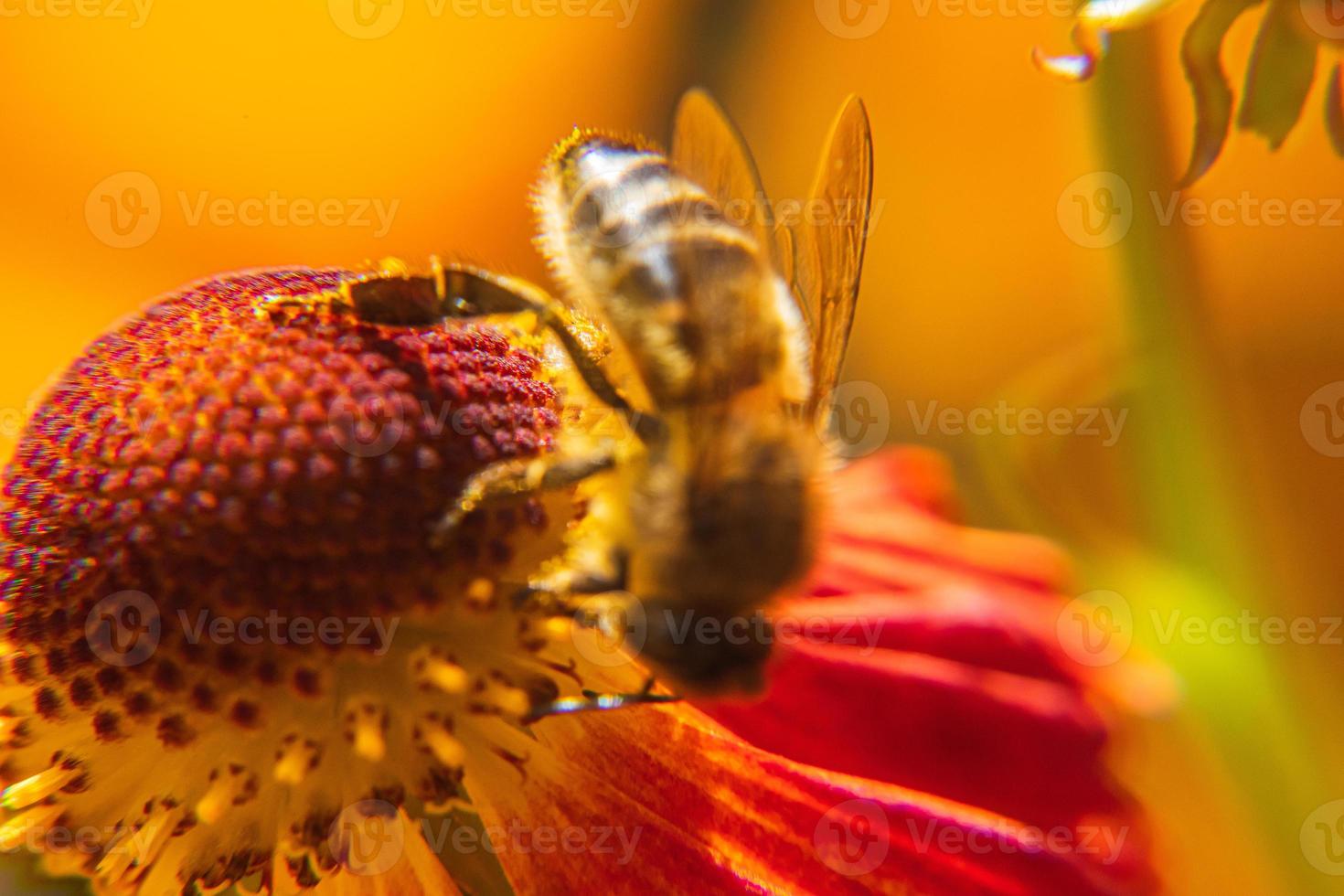 Honey bee covered with yellow pollen drink nectar, pollinating flower. Inspirational natural floral spring or summer blooming garden background. Life of insects, Extreme macro close up selective focus photo