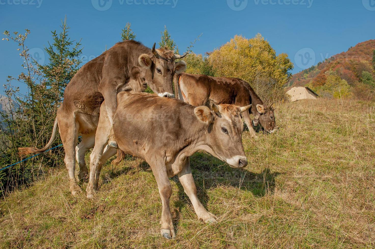 vaca tratando de montar foto