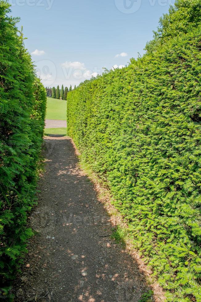 Labyrinth in botanical garden photo