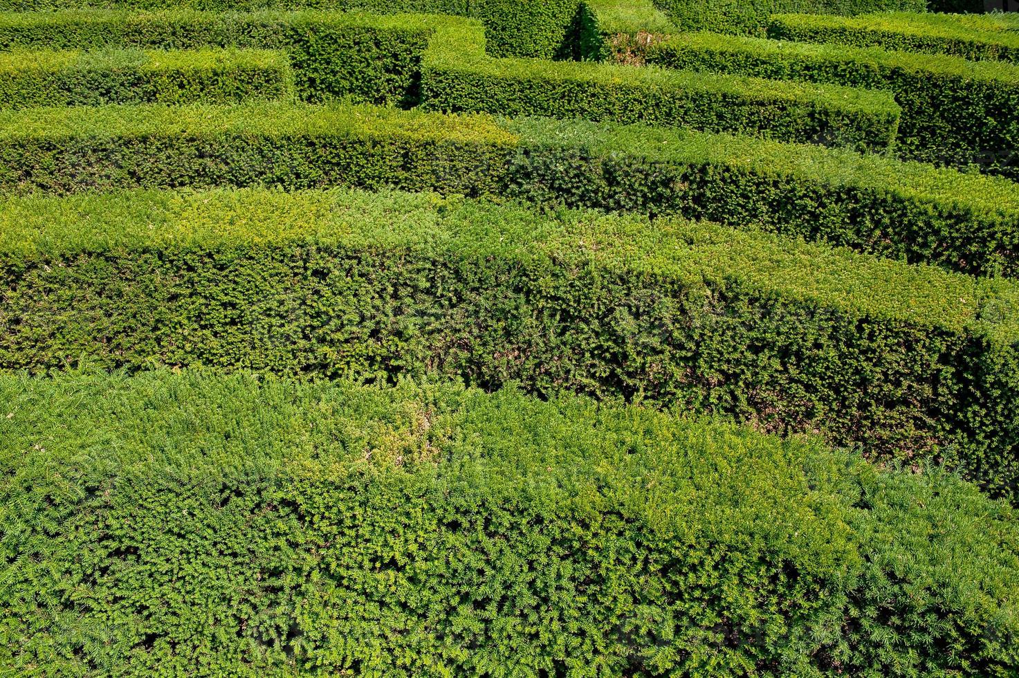 laberinto en el jardín botánico foto