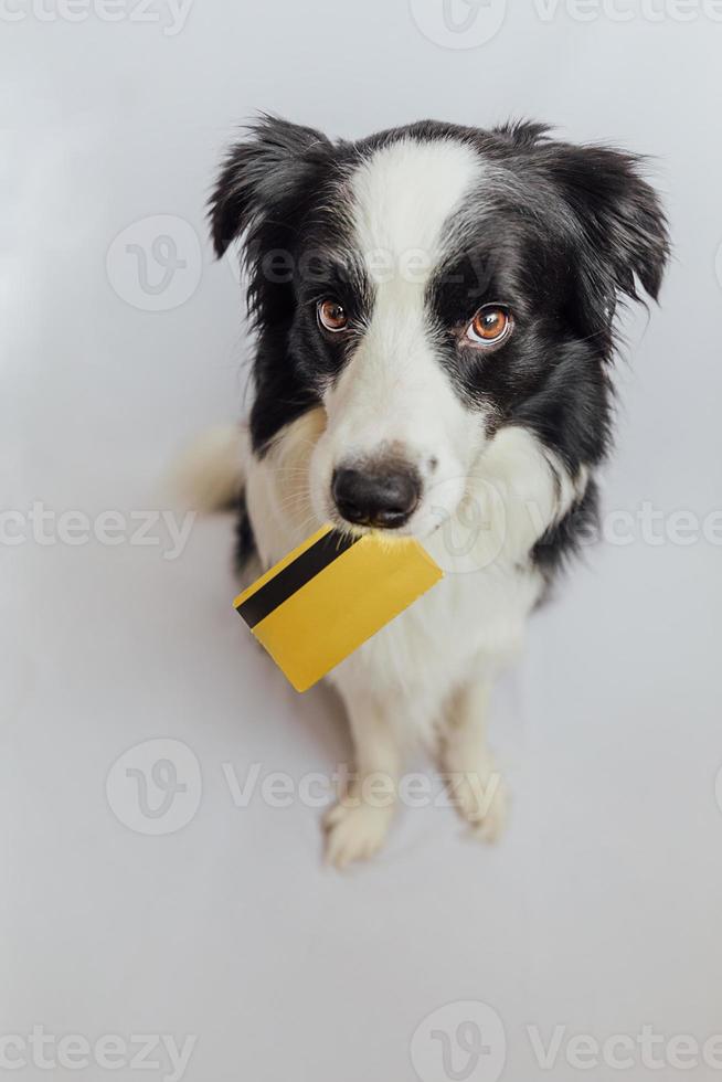 lindo cachorro border collie con tarjeta de crédito bancaria dorada en la boca aislada en fondo blanco. perrito con ojos de cachorro cara graciosa esperando venta en línea, concepto de finanzas de banca de inversión de compras foto