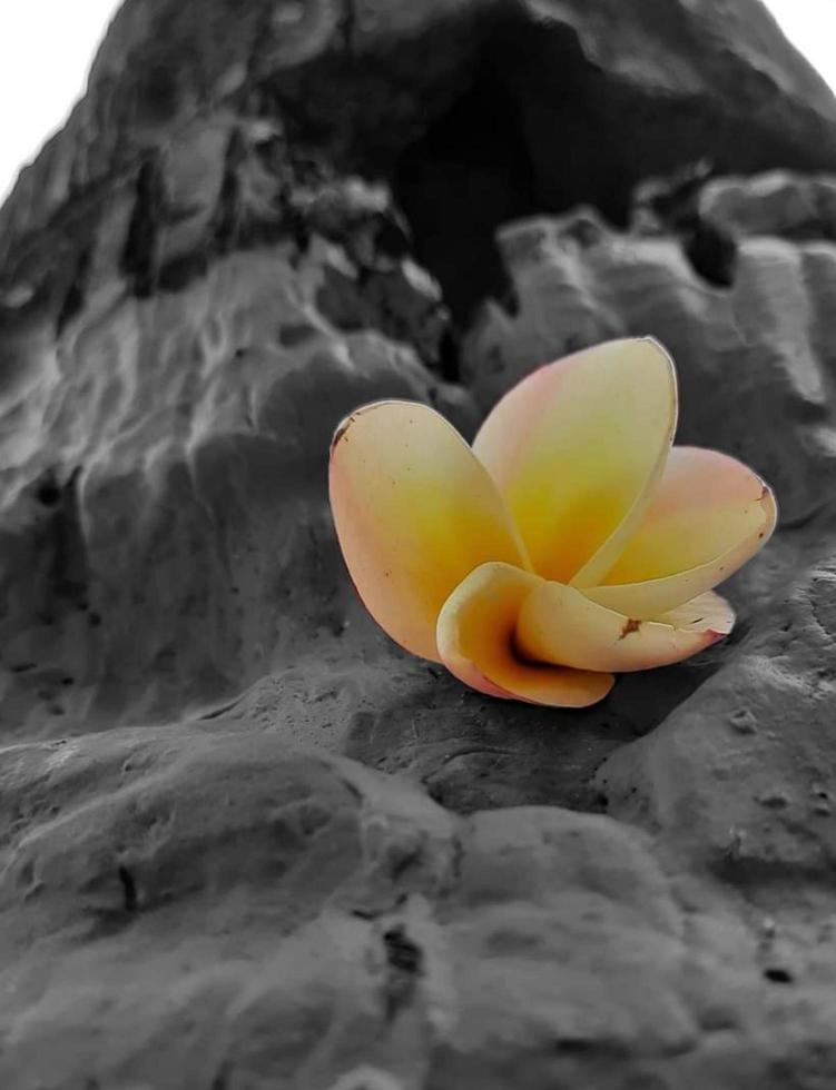 Frangipani ,Plumeria flower on the Stone photo