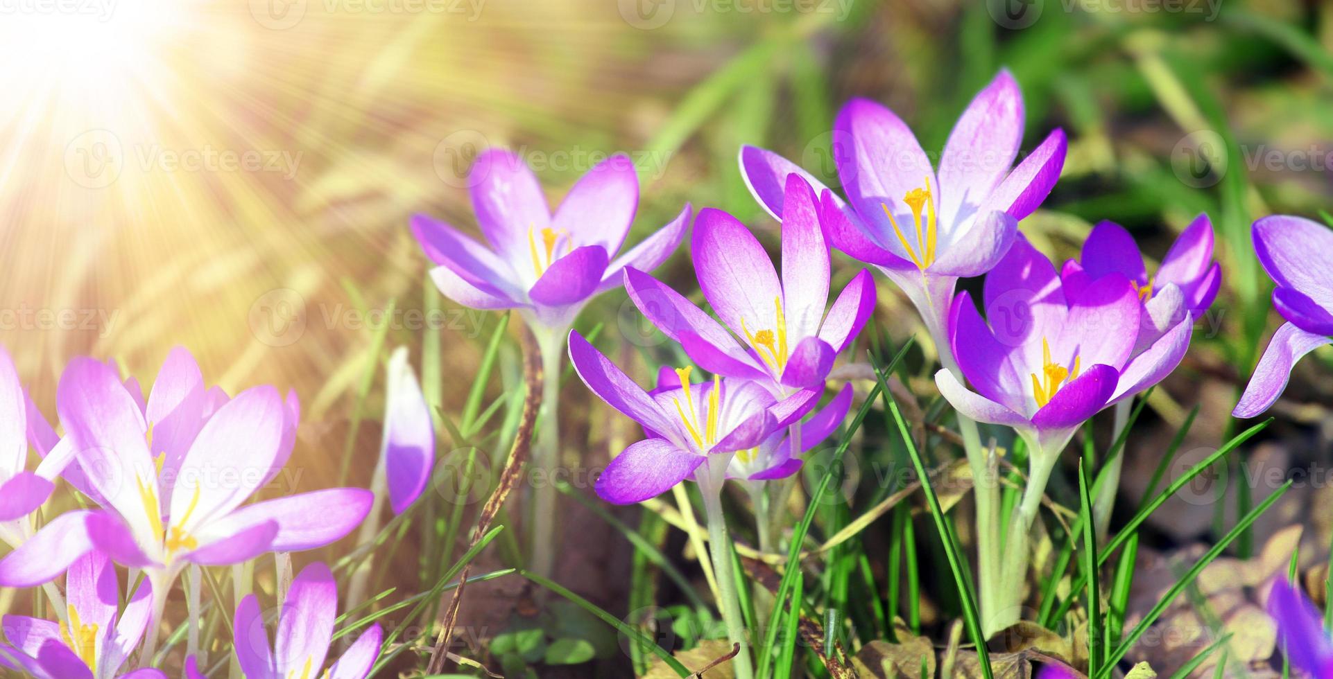 Blooming purple crocus flowers in a soft focus on a sunny spring day photo