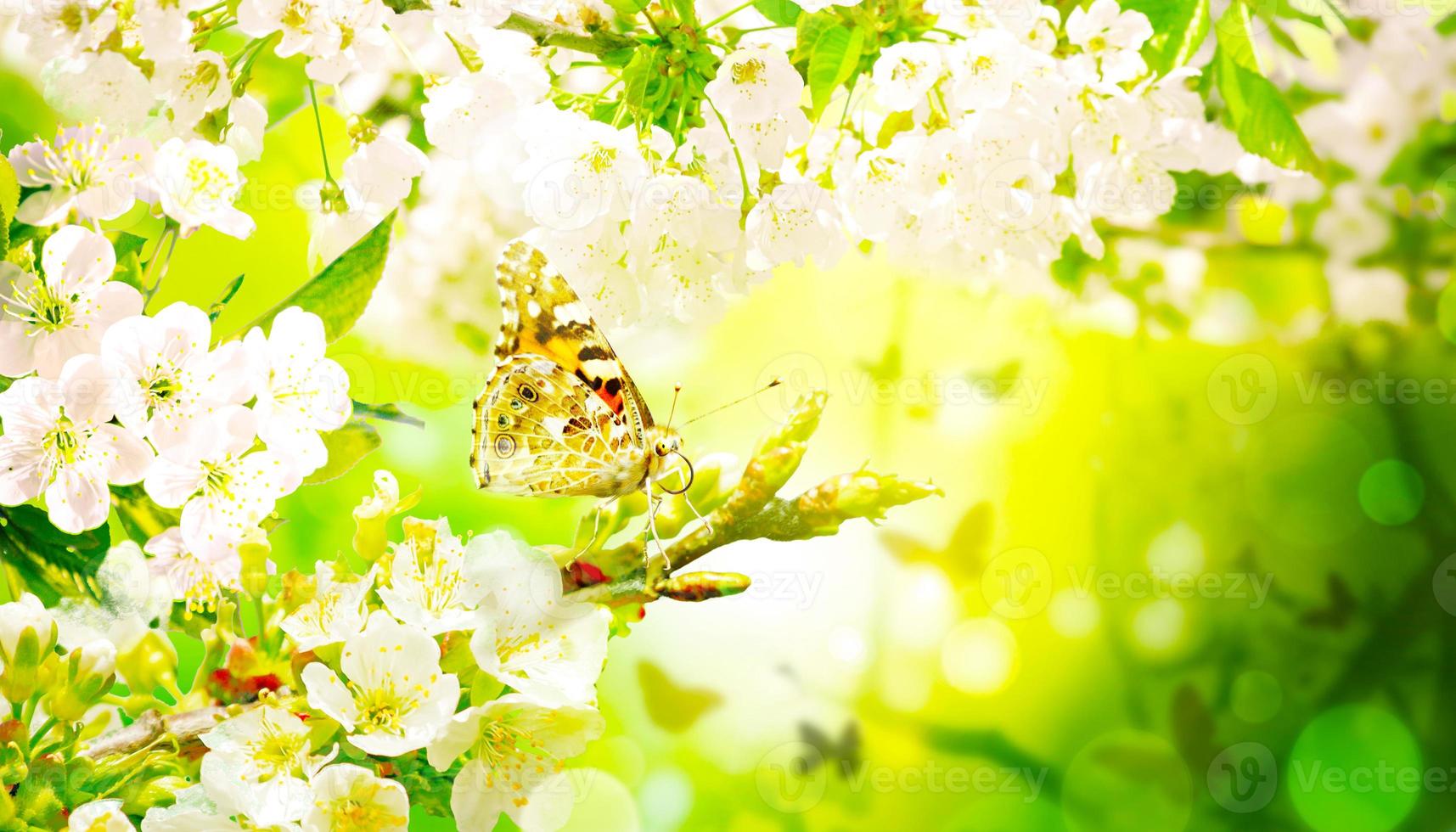 Beautiful branch of blossoming tree in spring with butterfly. photo