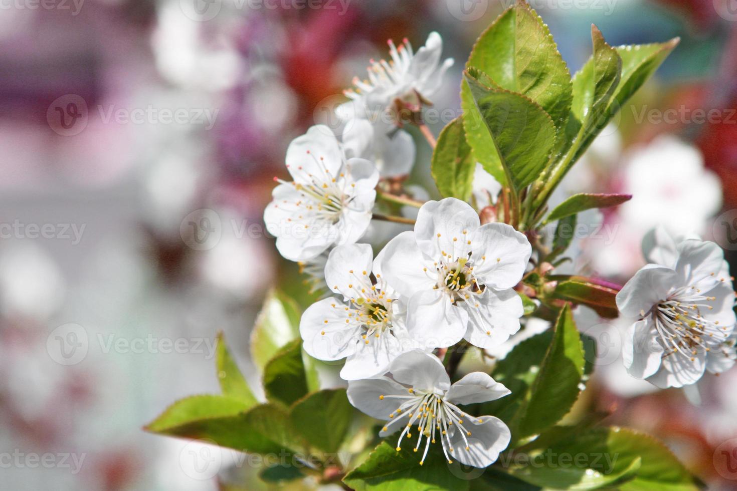Beautiful branch of blossoming tree in spring. photo