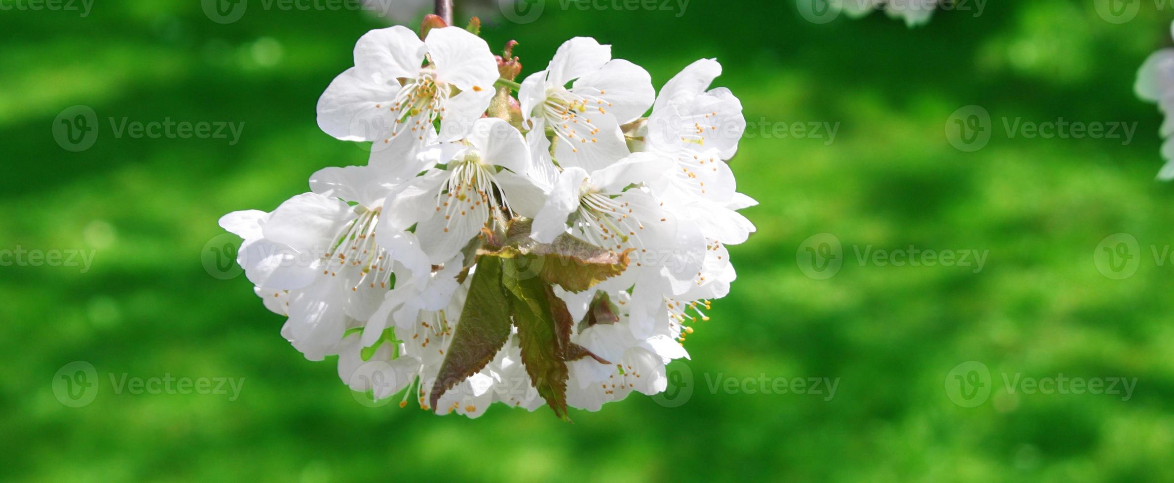 Beautiful branch of blossoming tree in spring. photo