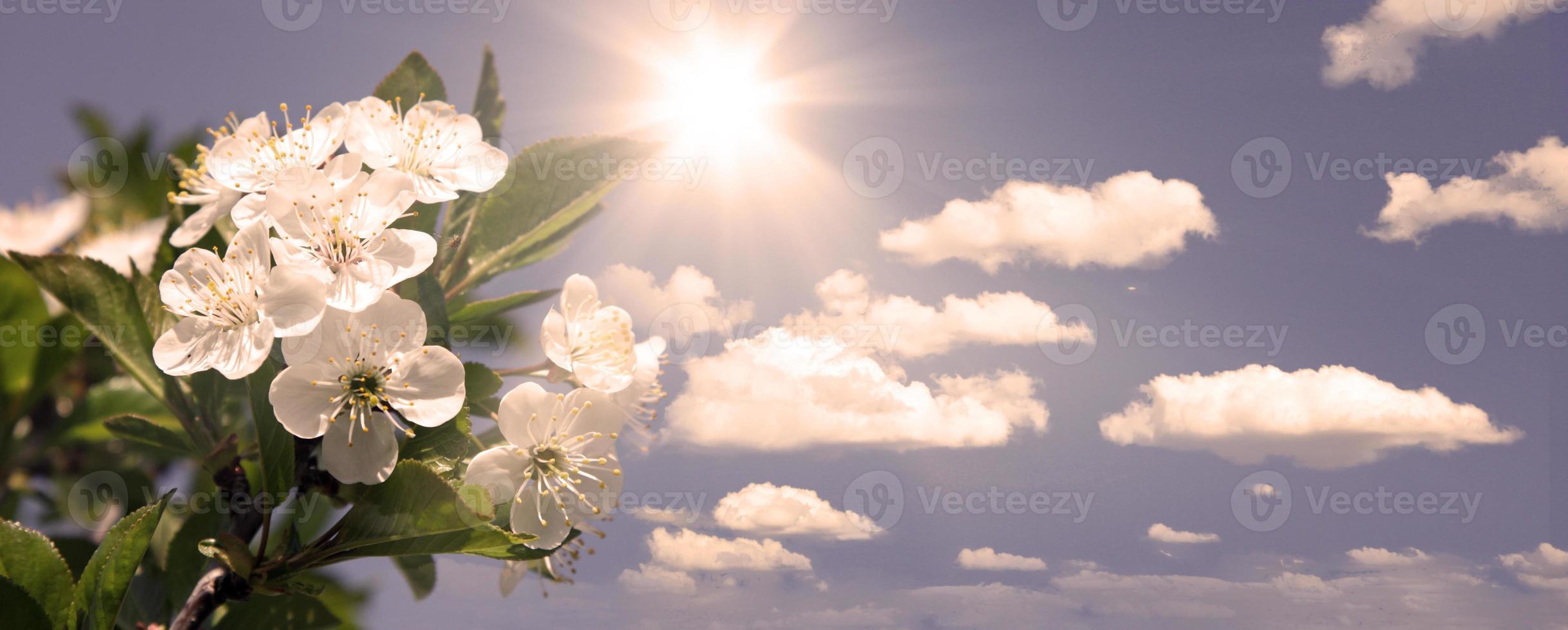 Beautiful branch of blossoming tree in spring. photo
