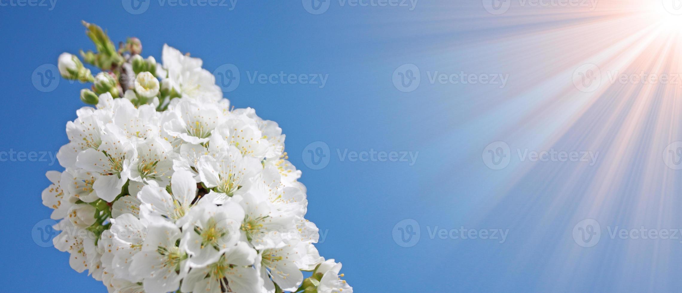 Beautiful branch of blossoming tree in spring. photo