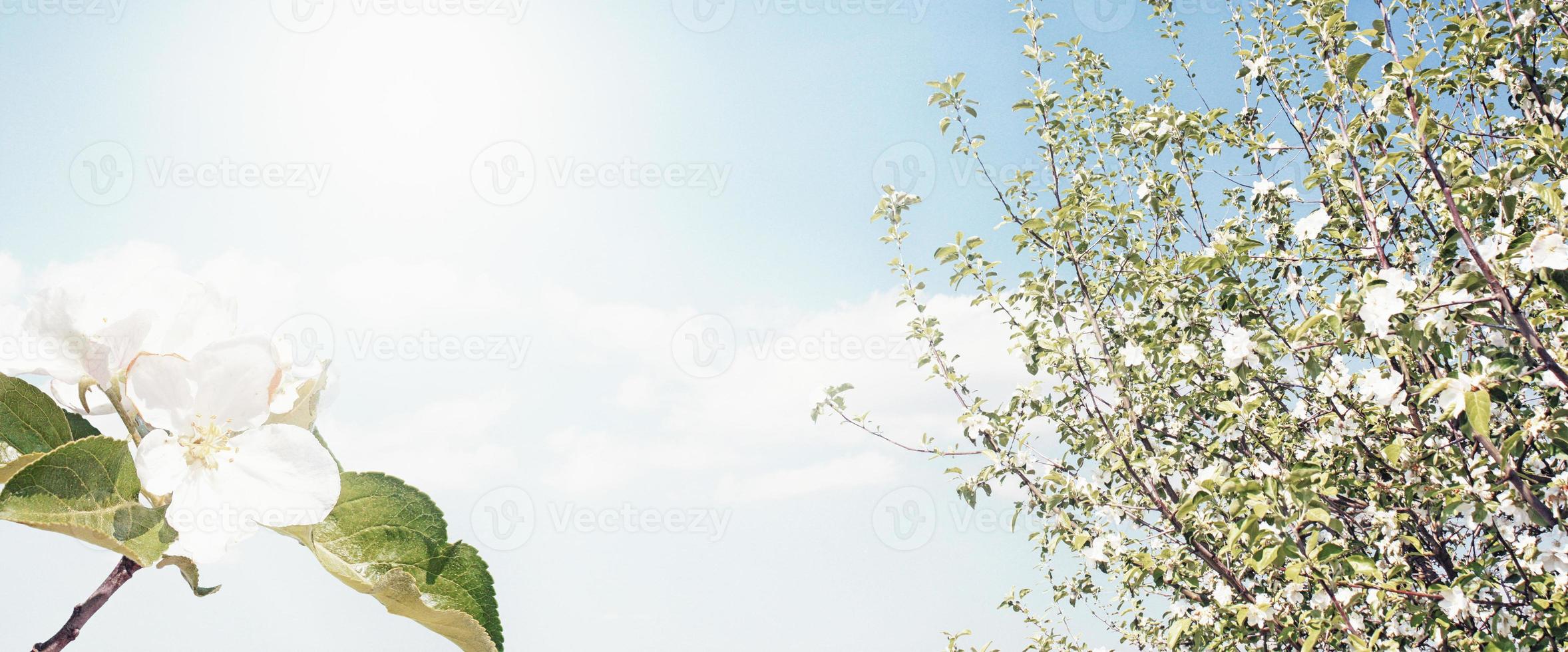 Beautiful nature view of spring flowering trees on blurred background. photo