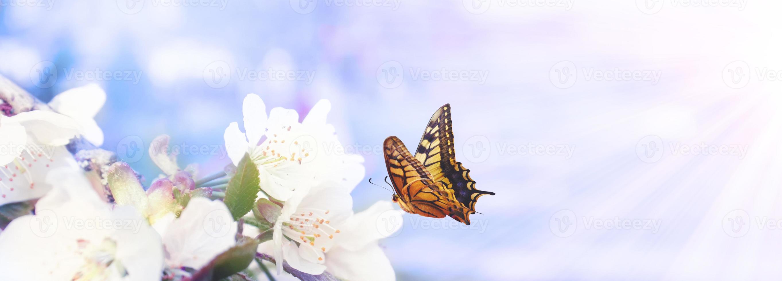 Butterfly and a beautiful nature view of spring flowering trees on blurred background. photo
