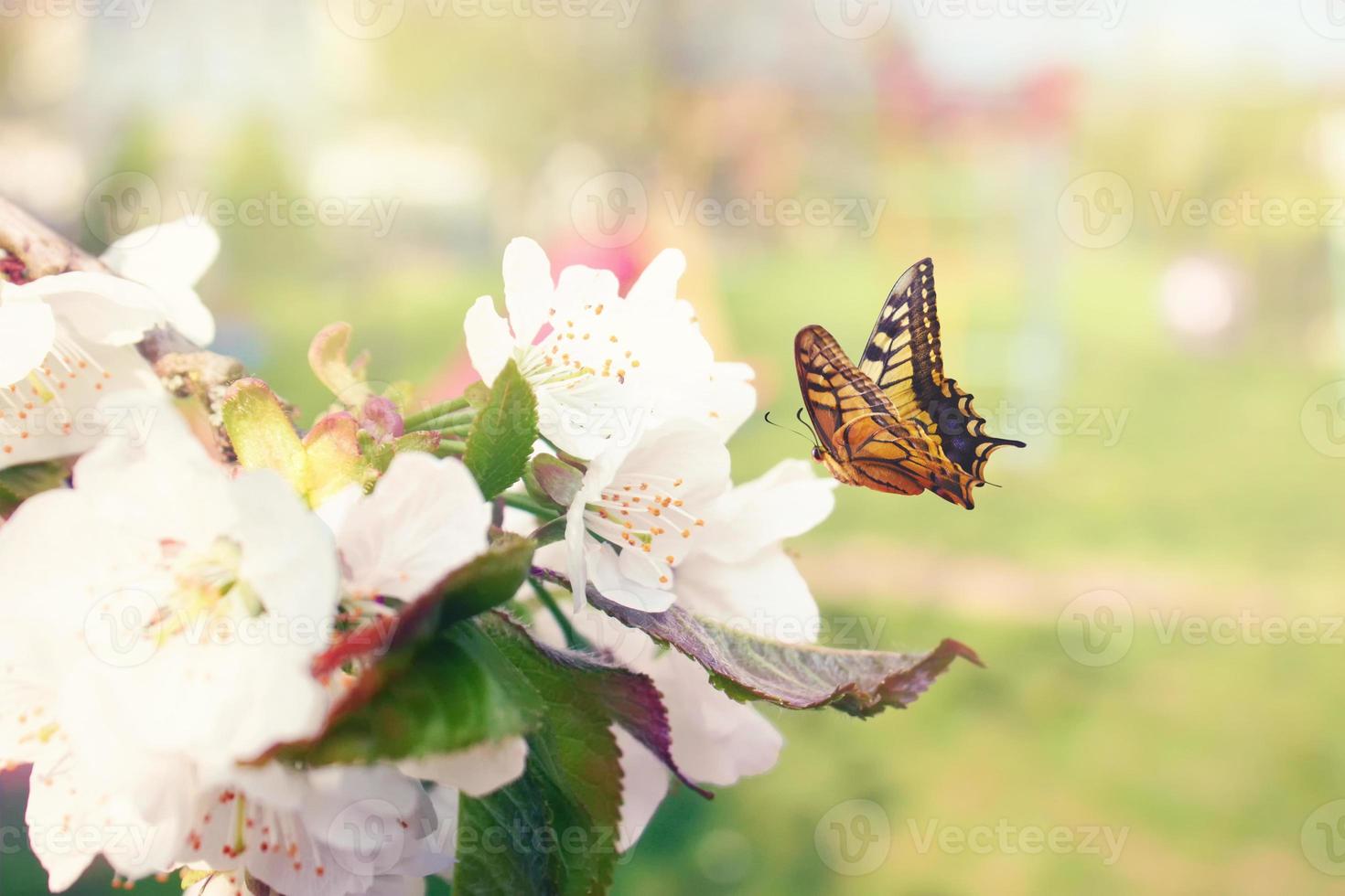 mariposa y una hermosa vista de la naturaleza de los árboles florecientes de primavera en un fondo borroso. foto