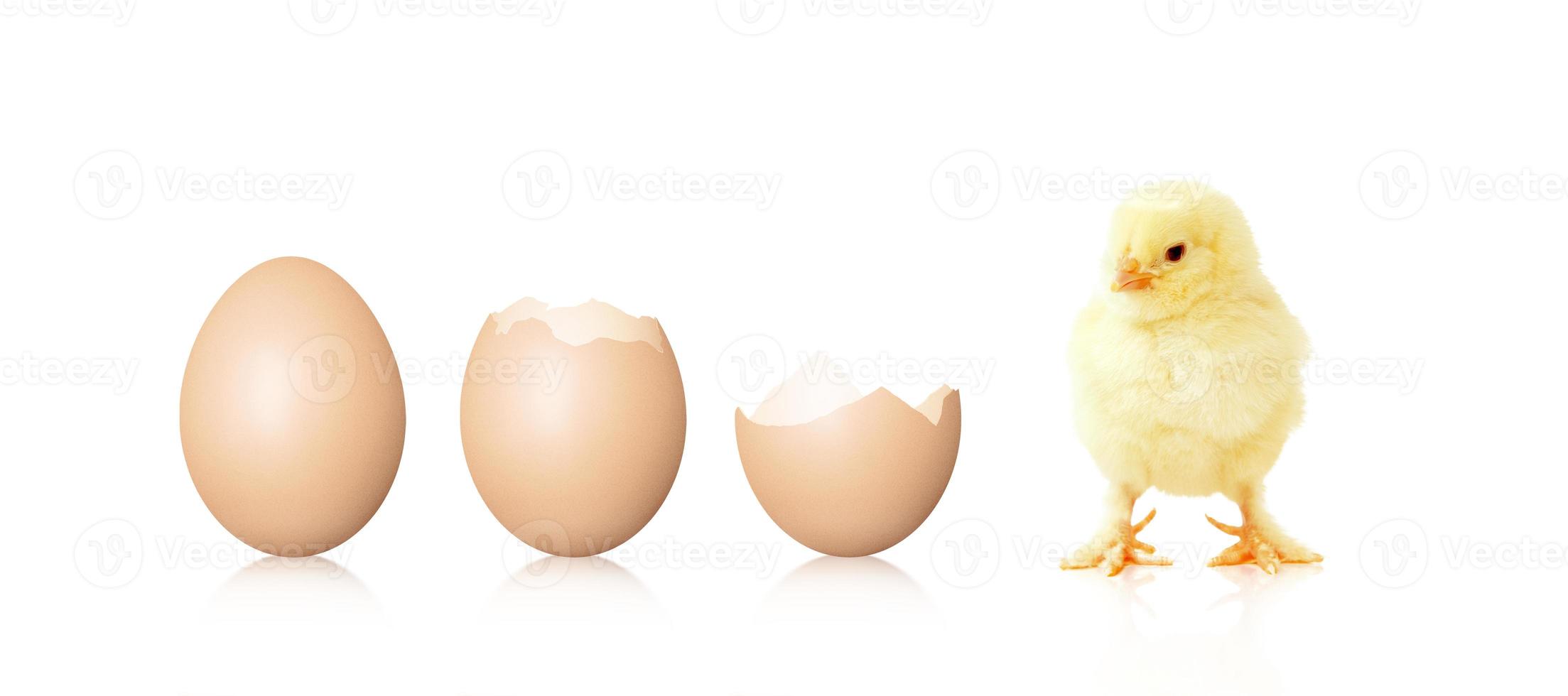 Little cute baby chick for easter. Yellow newborn baby chick. photo