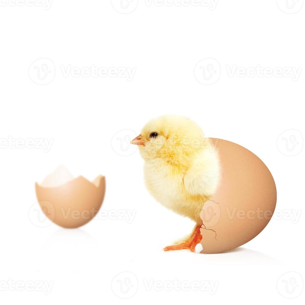 Little cute baby chick for easter. Yellow newborn baby chick. photo