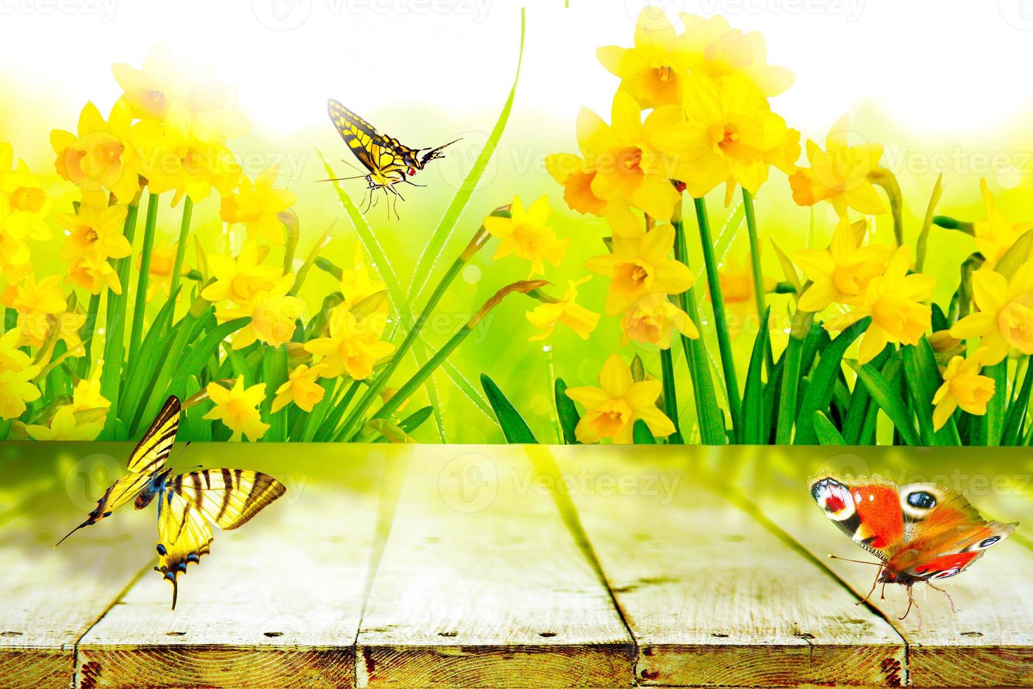 Yellow daffodils and butterflies in the garden photo