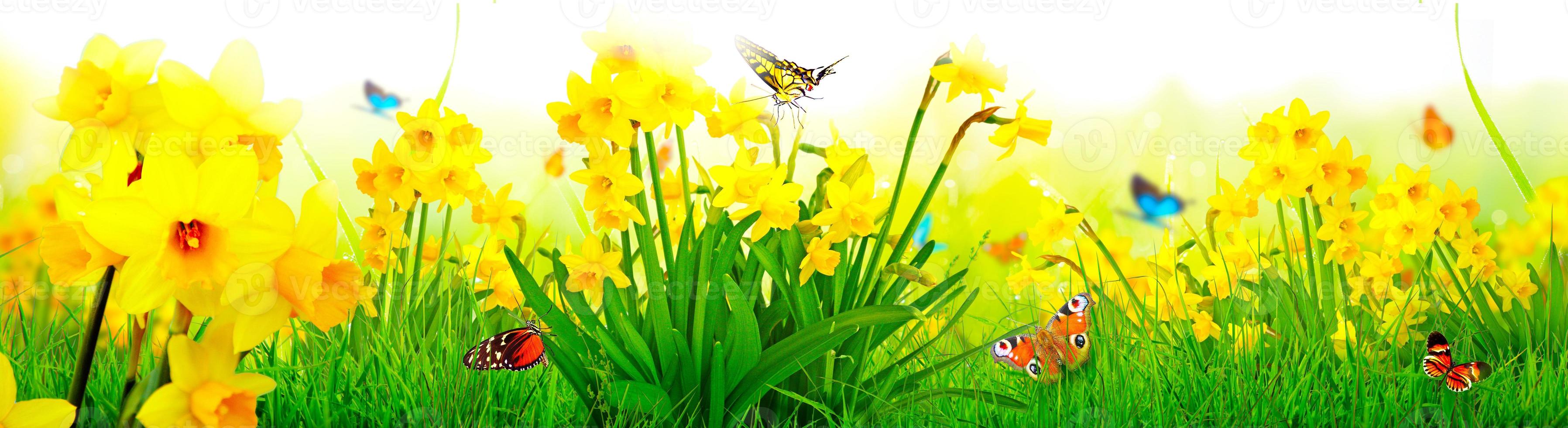 Yellow daffodils and butterflies in the garden photo