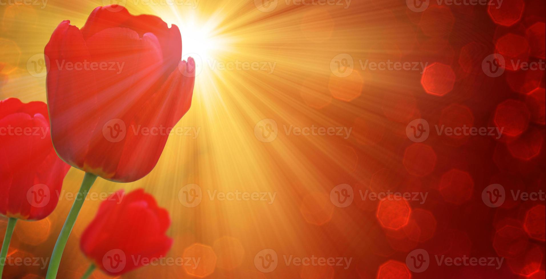 Beautiful tulips. Spring nature background for web banner and card design. photo