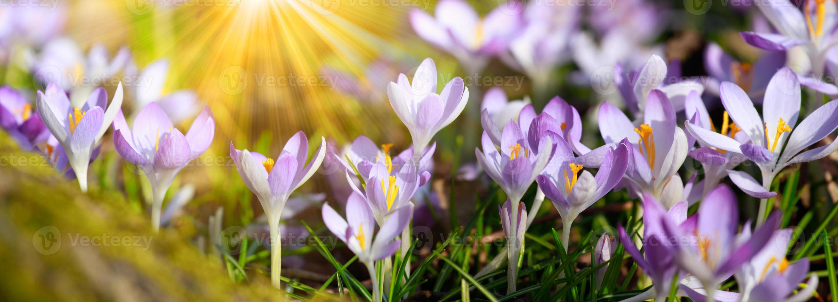 Blooming purple crocus flowers in a soft focus on a sunny spring day photo