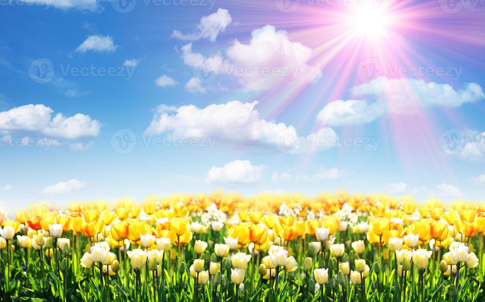 Beautiful tulips. Spring nature background for web banner and card ...