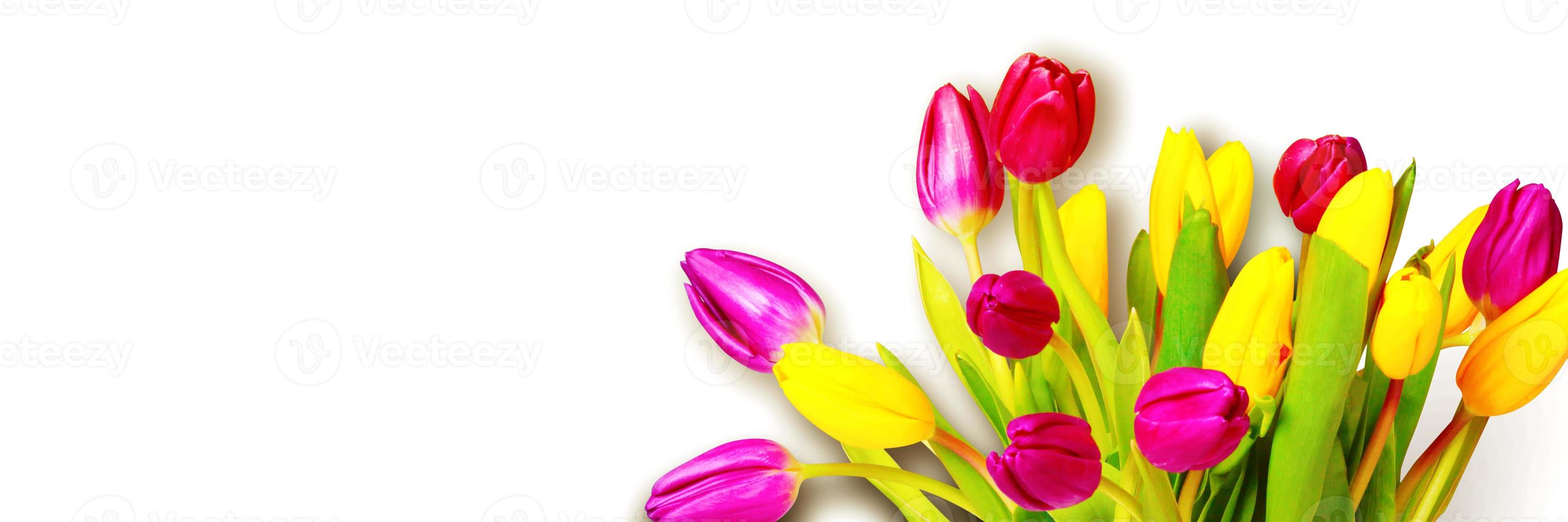 Beautiful tulips. Spring nature background for web banner and card design. photo