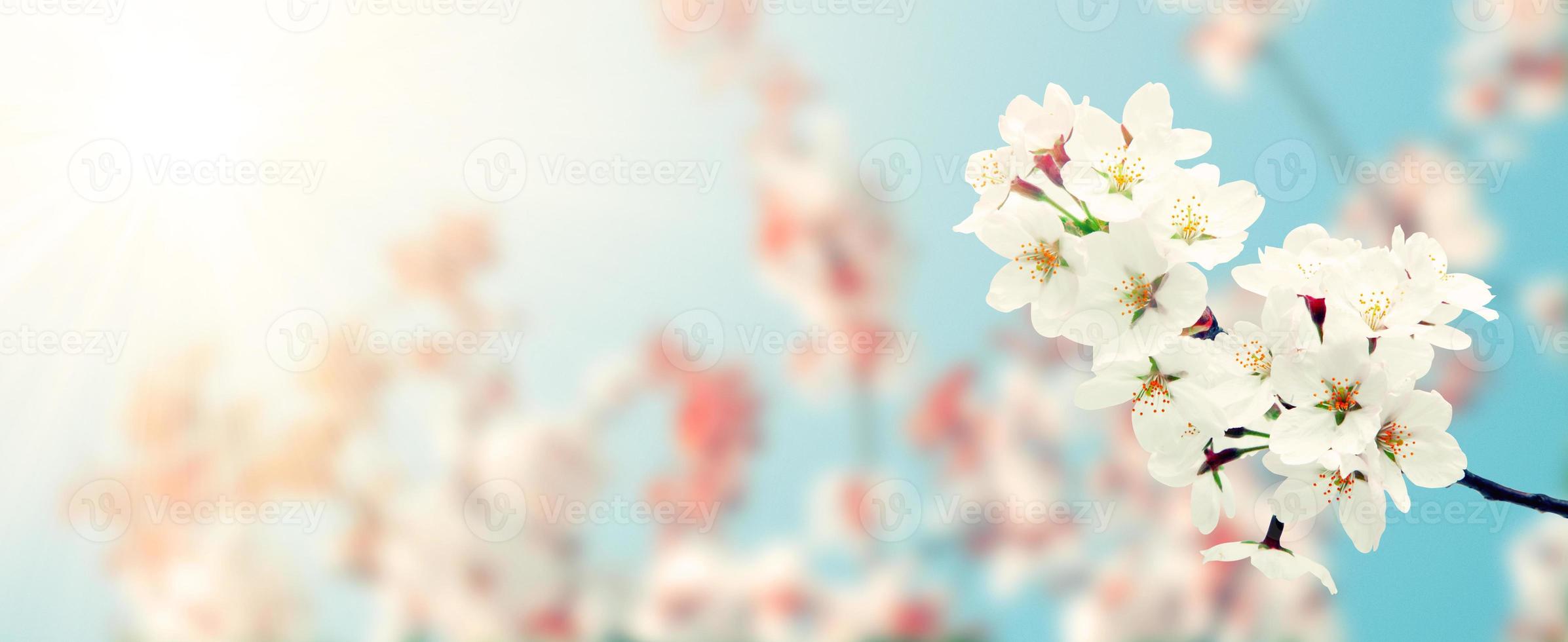 Beautiful nature view of spring flowering trees on blurred background. photo