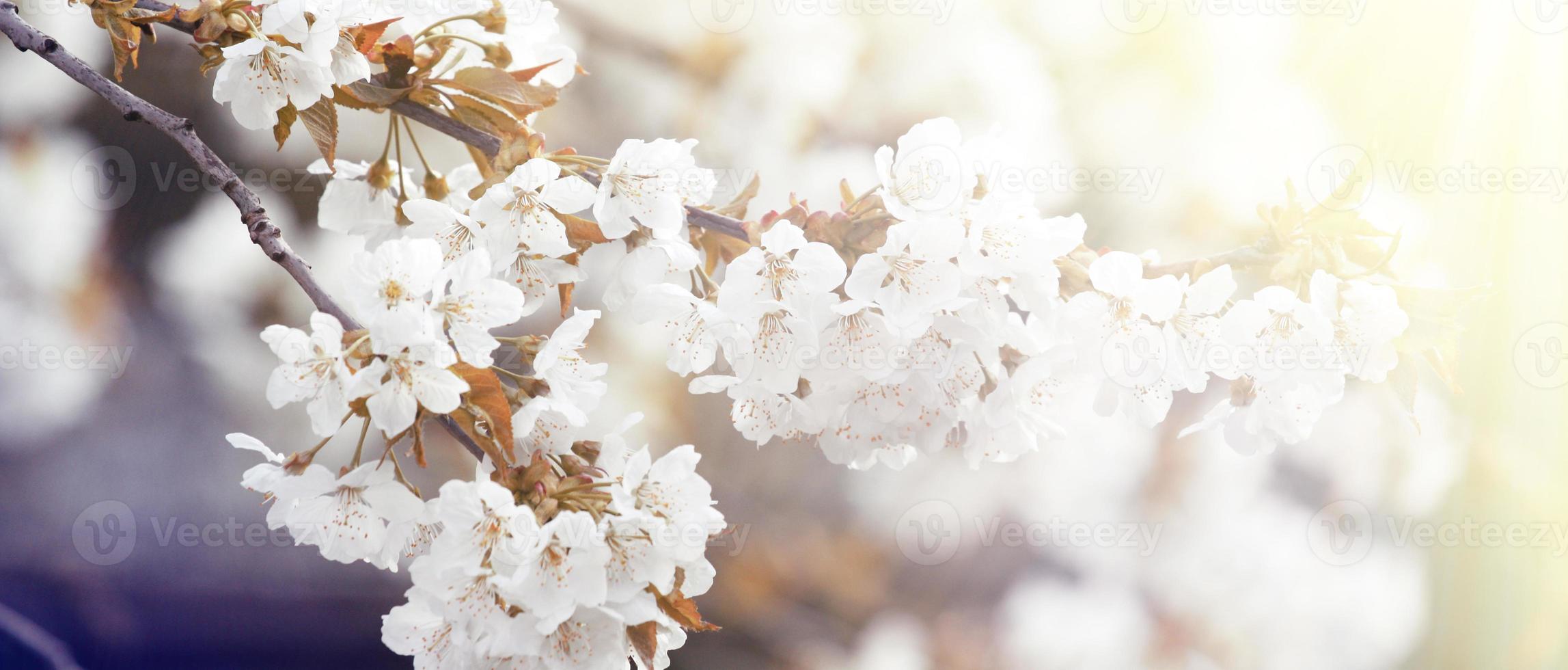 Beautiful nature view of spring flowering trees on blurred background. photo