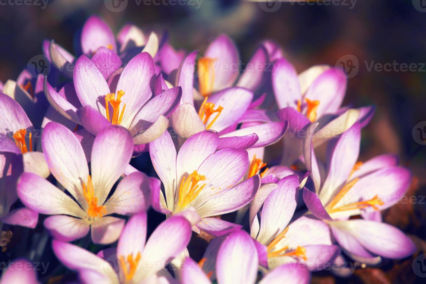 Blooming purple crocus flowers in a soft focus on a sunny spring day photo