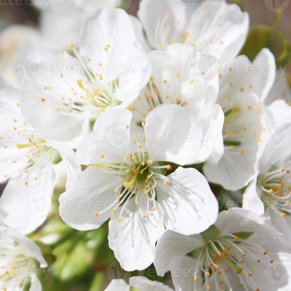Beautiful branch of blossoming tree in spring. photo