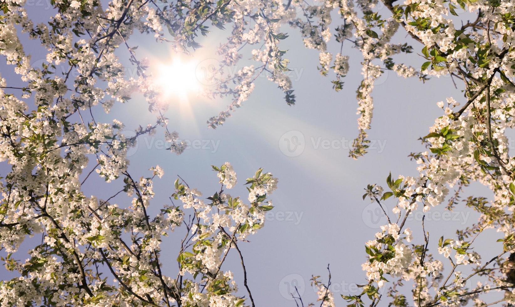 Beautiful branch of blossoming tree in spring. photo