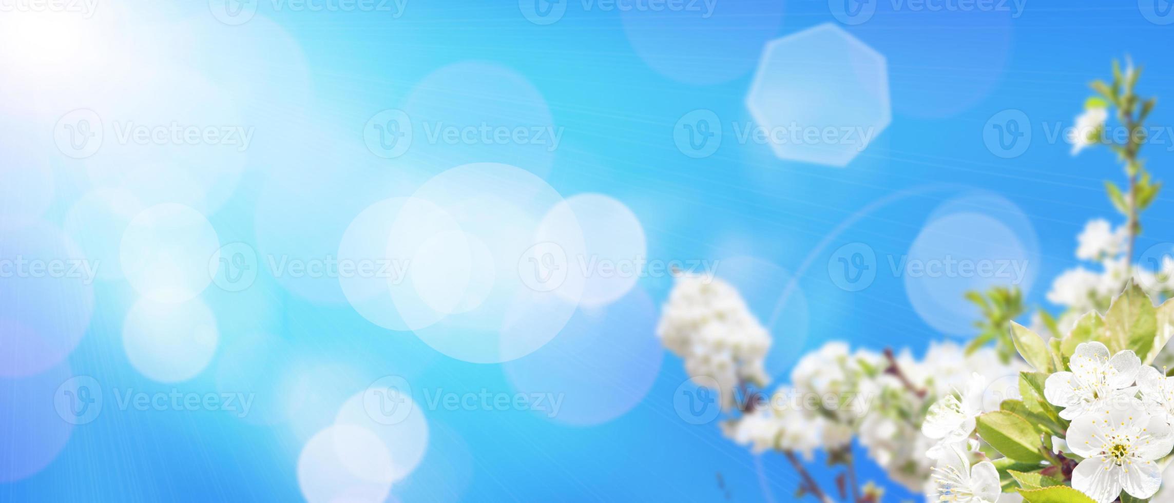 Beautiful nature view of spring flowering trees on blurred background. photo