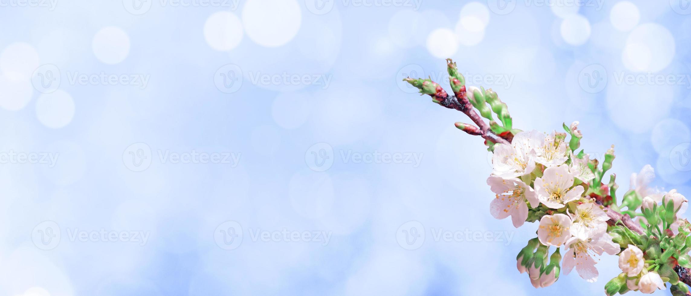 Beautiful nature view of spring flowering trees on blurred background. photo