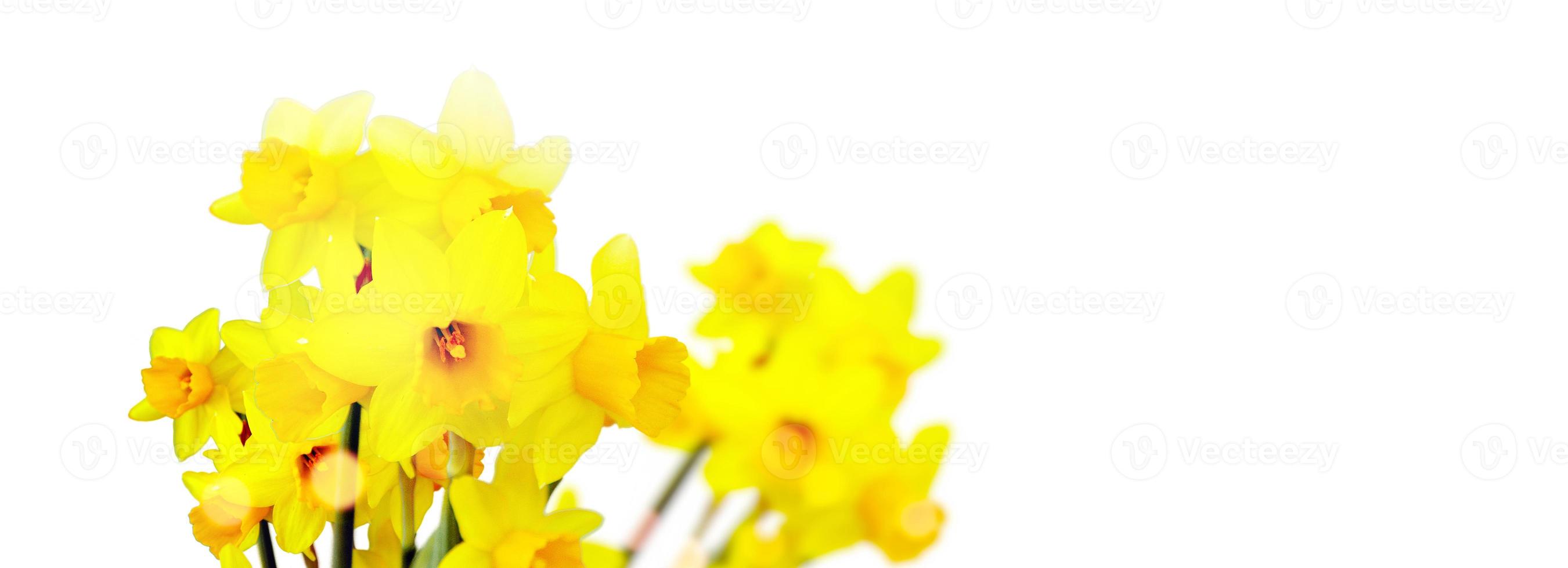 Flower bed with yellow daffodil flowers blooming in the spring photo