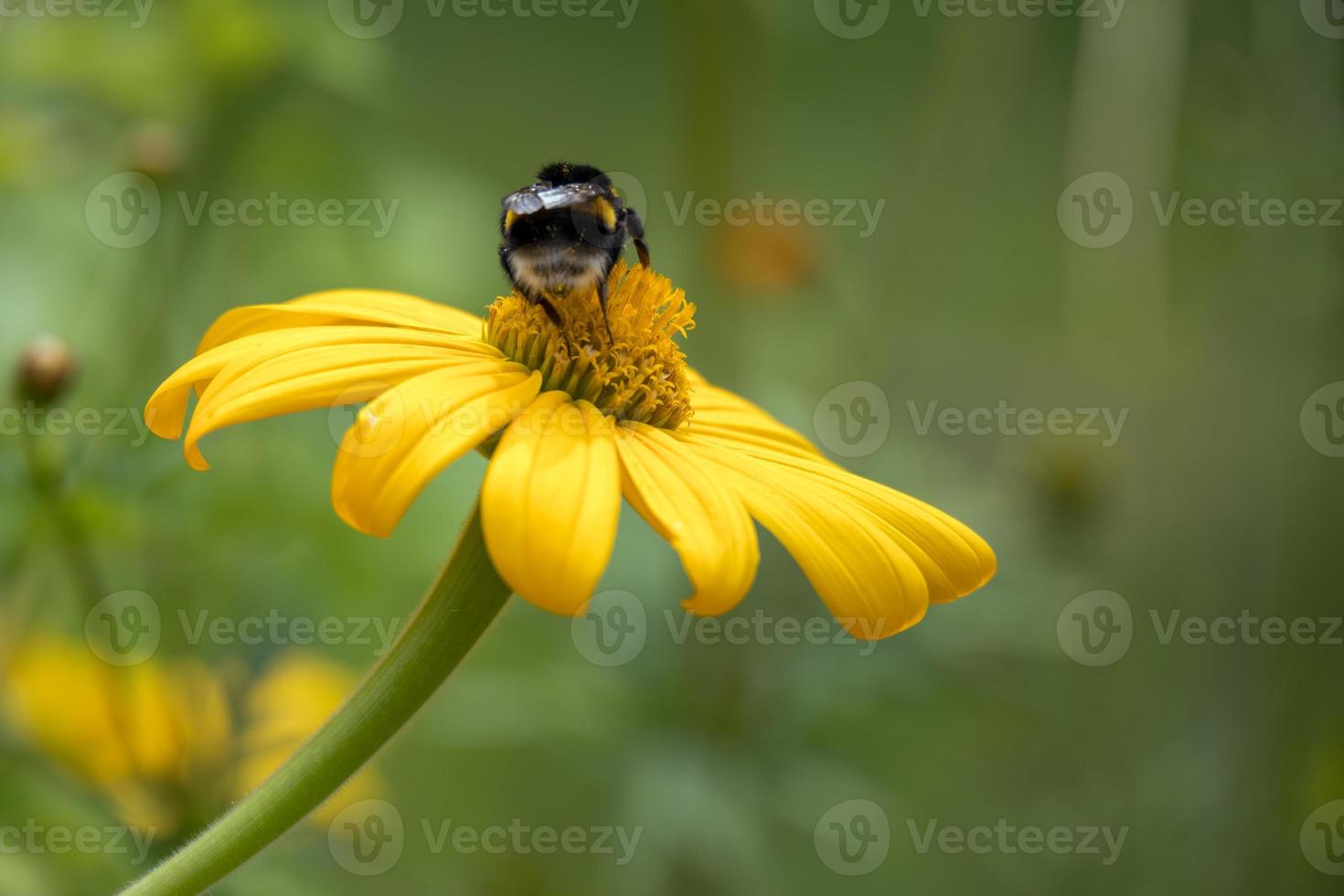 abeja alimentándose de una alcachofa de Jerusalén floreciendo en un jardín en Italia foto