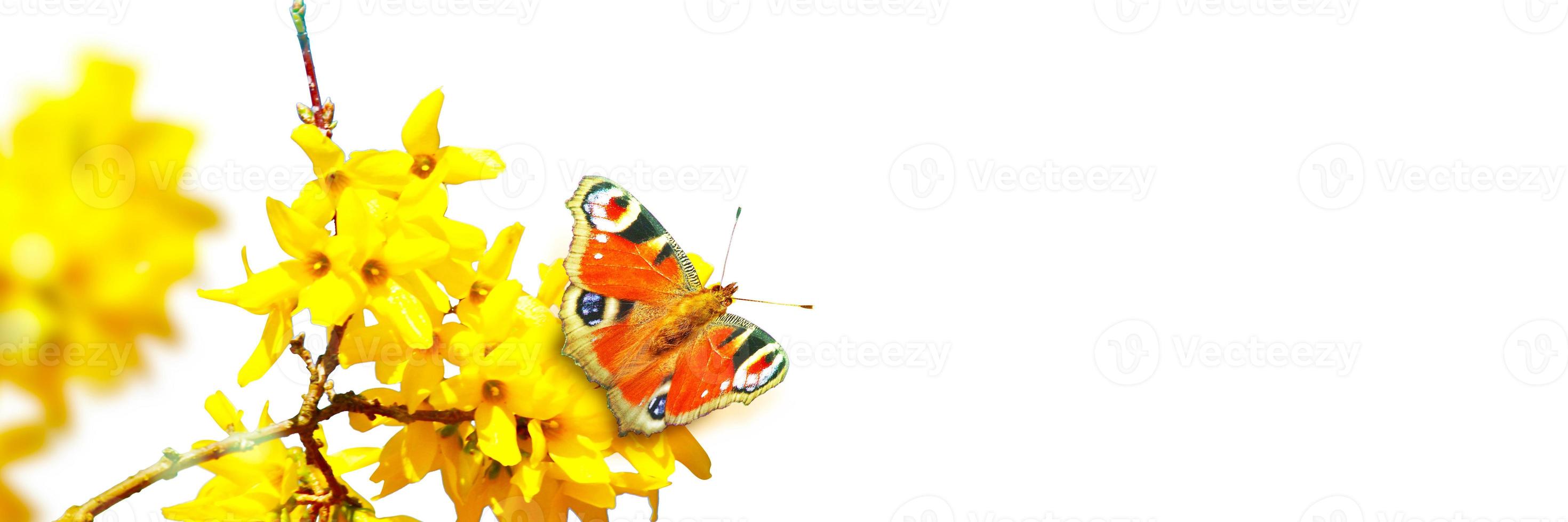 Beautiful branch of blossoming tree in spring with butterfly. photo