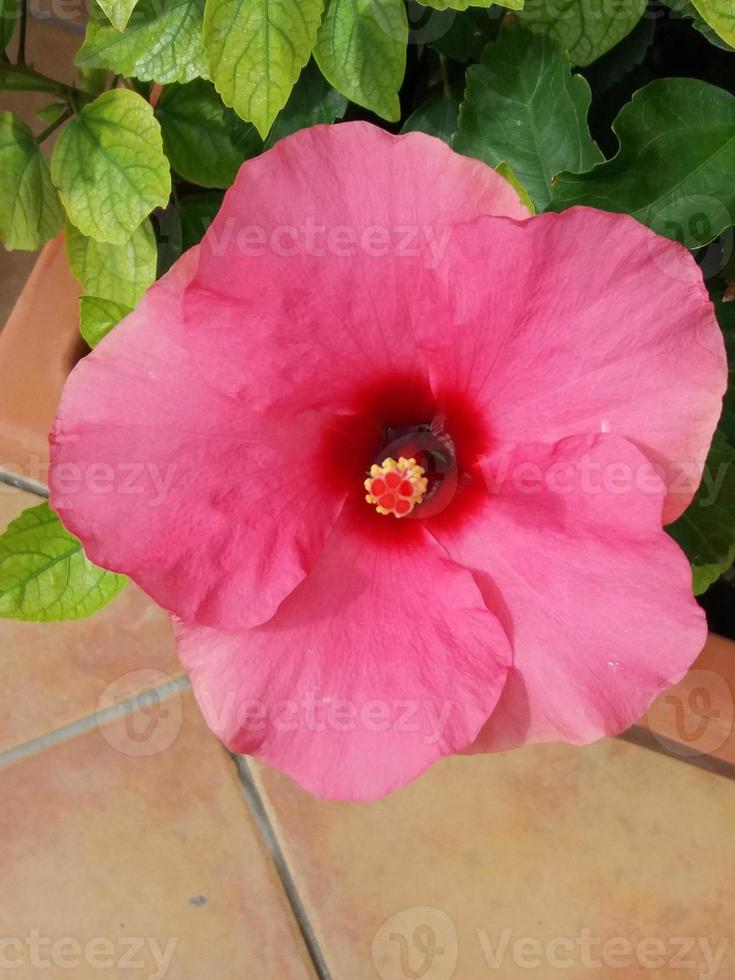 hibisco rosa, también conocido como flor de malva rosa foto