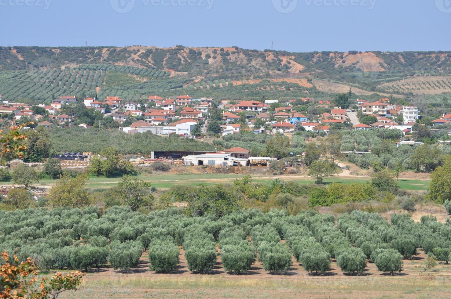 Olive trees in Chalkidiki photo