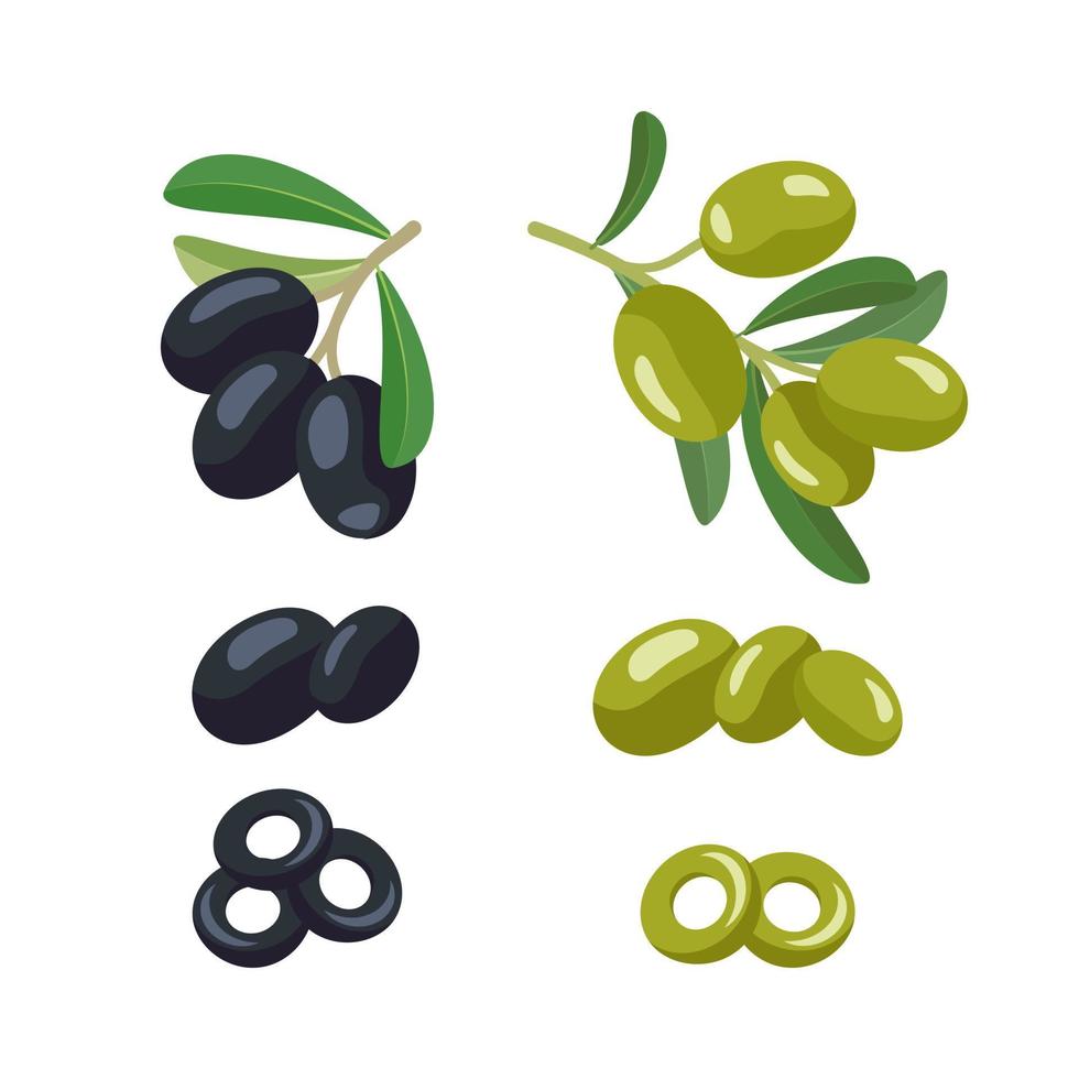 Set of green and black olives branches with fruits and leaves. Greek traditional food. Vector flat illustration
