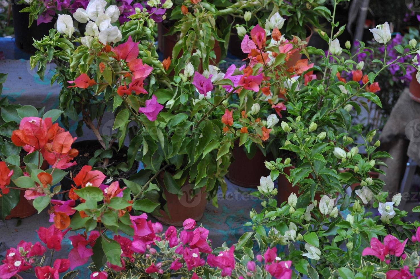 flowers and plants background photo