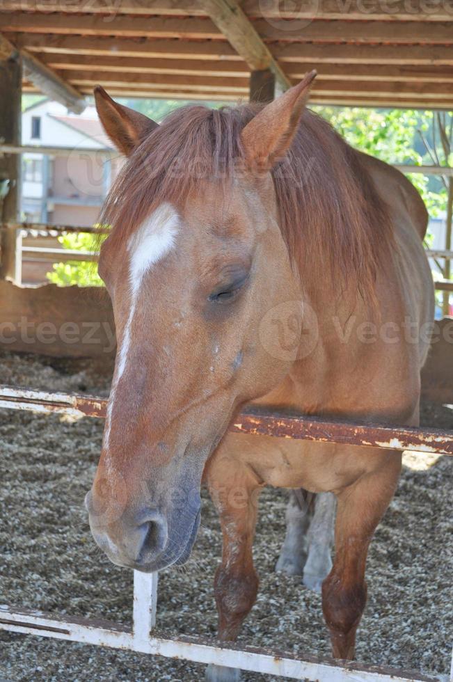 caballo, caballus, subespecie de equus ferus salvaje foto