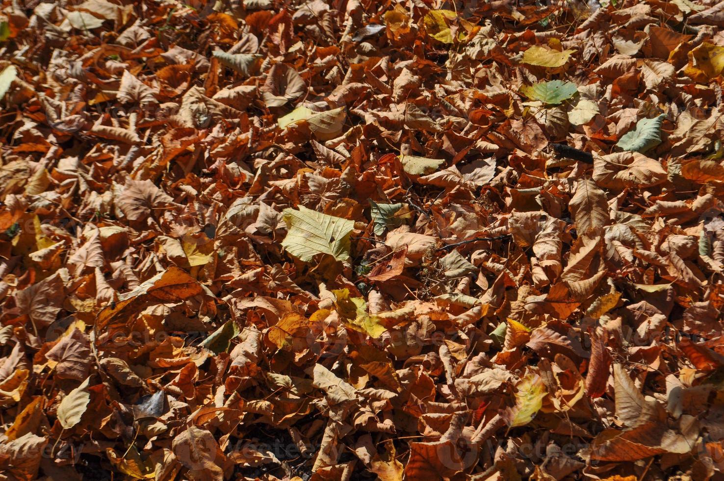 autumn tree leaves background photo