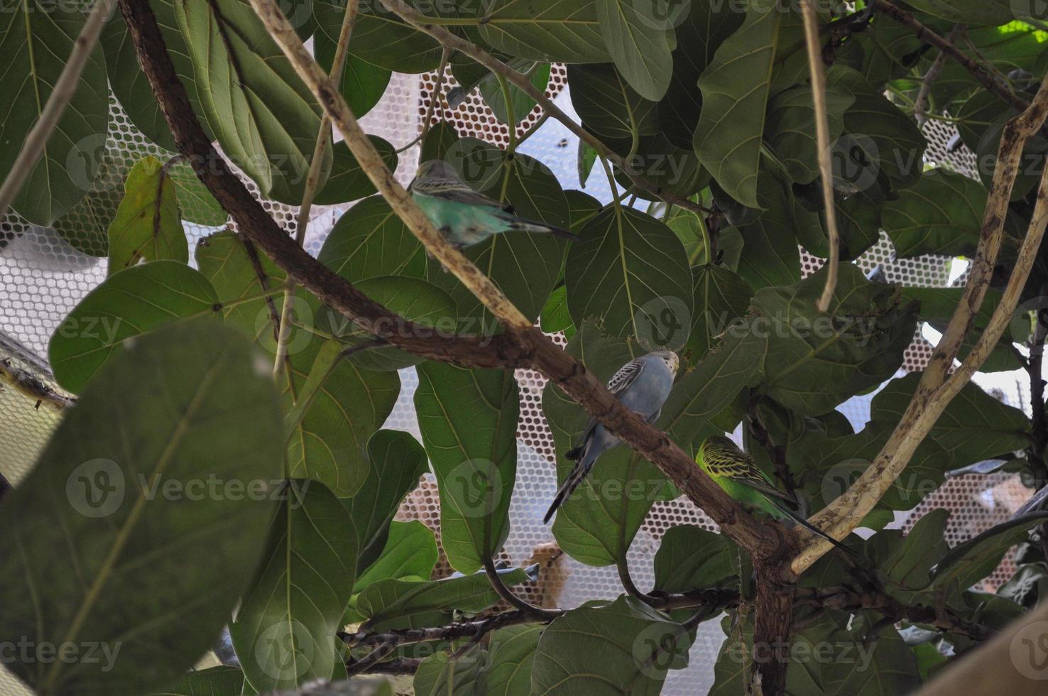 Nightingale bird animal photo