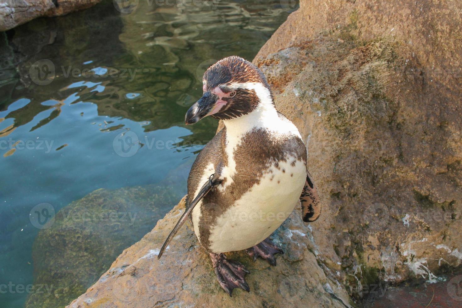 Antártida pingüino ave animal junto a un estanque de agua foto