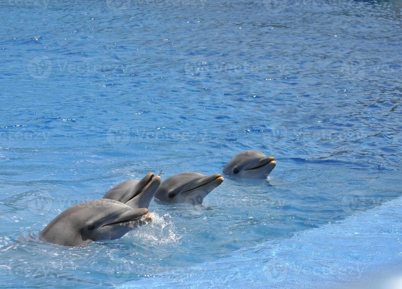 Dolphin mammal animal photo